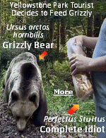 This ''Touron'' (a word coined by National Park Rangers to combine ''tourist'' with ''moron'') didn't just pick a regular bear to feed, he chose a grizzly. The latin name for this bear is extremely appropriate. The funeral is next week.
